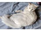 Adopt Snowy a White Turkish Angora (long coat) cat in Cerritos, CA (41462056)