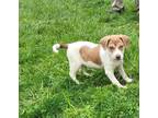 Adopt Tally a Red/Golden/Orange/Chestnut - with White Spaniel (Unknown Type) /