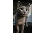 Adopt Graystroke a Gray or Blue Domestic Shorthair / Mixed (short coat) cat in