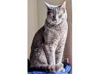 Adopt Chancey a Gray or Blue Chartreux / Mixed (short coat) cat in Longwood