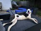 Adopt Kali a Black - with White German Shepherd Dog / American Pit Bull Terrier