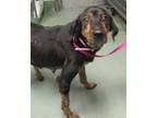 Adopt Maple a Hound (Unknown Type) / Mixed dog in Raleigh, NC (41462040)