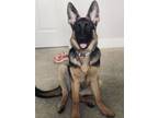 Adopt Rocky a Tan/Yellow/Fawn - with Black German Shepherd Dog / Mixed dog in