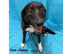 Adopt Ellie a Labrador Retriever / Border Collie / Mixed dog in Lexington