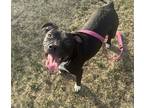 Adopt Eleanor a American Staffordshire Terrier / Mixed dog in Edmonton