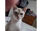 Adopt Cinders a Gray, Blue or Silver Tabby Siamese / Mixed (medium coat) cat in