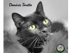 Adopt 24-05-1502 Dominic Toretto a Domestic Shorthair / Mixed (short coat) cat