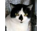 Adopt PJ a Domestic Short Hair