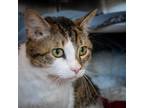 Adopt King Stripes Elfanzo a Domestic Short Hair