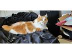 Adopt Sampson a Orange or Red Domestic Longhair / Mixed (long coat) cat in