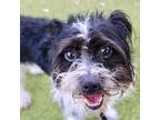 Adopt Oreo a Black Havanese / Mixed dog in Largo, FL (41433996)