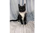 Adopt Victor a All Black Domestic Shorthair / Domestic Shorthair / Mixed cat in
