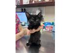 Adopt Cora a All Black Domestic Shorthair / Mixed Breed (Medium) / Mixed (short