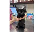Adopt Cora a All Black Domestic Shorthair / Domestic Shorthair / Mixed cat in