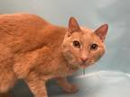 Adopt Benny a Tan or Fawn Manx / Domestic Shorthair / Mixed cat in Woodbury
