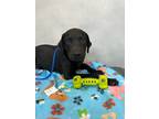 Adopt Jax a Black Labrador Retriever / Mixed dog in Cedar Hill, TX (41021273)