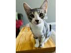 Adopt Maru a Gray or Blue (Mostly) American Shorthair / Mixed (short coat) cat
