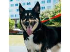 Adopt Harley a Black Husky / Mixed dog in Bryan, TX (41200915)
