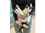 Adopt Milk a White Domestic Longhair / Domestic Shorthair / Mixed cat in