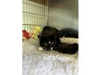 Adopt Dottie a All Black Domestic Mediumhair / Domestic Shorthair / Mixed cat in