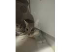 Adopt Mandy a Gray or Blue Domestic Shorthair / Domestic Shorthair / Mixed cat