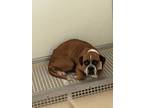 Adopt Jade a Brown/Chocolate Boxer / Mixed Breed (Medium) / Mixed (short coat)