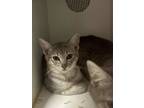 Adopt Margeurite a Gray or Blue Domestic Shorthair / Domestic Shorthair / Mixed
