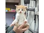 Adopt Chimay a Orange or Red Domestic Shorthair / Domestic Shorthair / Mixed cat