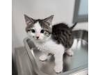 Adopt Bubbles a White Domestic Shorthair / Domestic Shorthair / Mixed cat in