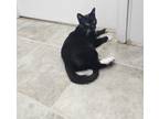 Adopt Tennessee a All Black Domestic Shorthair / Mixed Breed (Medium) / Mixed