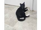 Adopt Tennessee a All Black Domestic Shorthair / Domestic Shorthair / Mixed cat