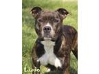 Adopt Lando a Boxer, American Staffordshire Terrier