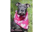 Adopt Poe Dameron a Pit Bull Terrier, Mixed Breed