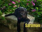 Adopt Saruman a Wirehaired Terrier