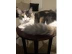 Adopt Autumm a Brown Tabby Domestic Longhair / Mixed (long coat) cat in Clovis