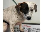 Adopt Olivia a White Australian Cattle Dog / Mixed dog in Bowling Green
