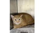 Adopt Dolly Purrton a Orange or Red Domestic Shorthair / Domestic Shorthair /