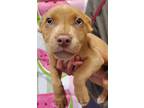 Adopt Marbles* a Tan/Yellow/Fawn Mixed Breed (Small) / Mixed dog in Anderson