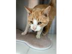 Adopt CHET a Domestic Short Hair