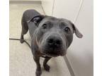 Adopt Cooper - IN FOSTER a Black Mixed Breed (Small) / Mixed Breed (Medium) /