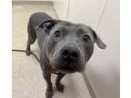 Adopt Cooper a Gray/Blue/Silver/Salt & Pepper Mixed Breed (Large) / Mixed dog in