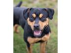 Adopt Nelson - Kitchener a Black Mixed Breed (Large) / Mixed dog in Kitchener