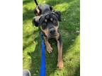 Adopt Nigel - Kitchener a Black Mixed Breed (Small) / Mixed (short coat) dog in