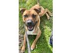 Adopt McGriddle a Tan/Yellow/Fawn Mixed Breed (Medium) / Mixed dog in