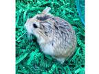 Adopt Coco a Tan or Beige Hamster / Hamster / Mixed small animal in Dubuque