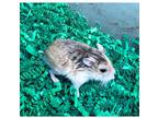 Adopt Peanut a Tan or Beige Hamster / Hamster / Mixed small animal in Dubuque