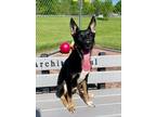 Adopt Loki a Black German Shepherd Dog / Norwegian Elkhound / Mixed dog in