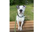 Adopt Spencer Torkelson a Pit Bull Terrier, Mixed Breed
