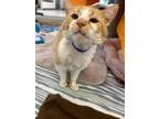 Adopt Cornbread a Domestic Short Hair