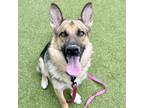 Adopt Abby a Tan/Yellow/Fawn Mixed Breed (Large) / Mixed dog in Lansing